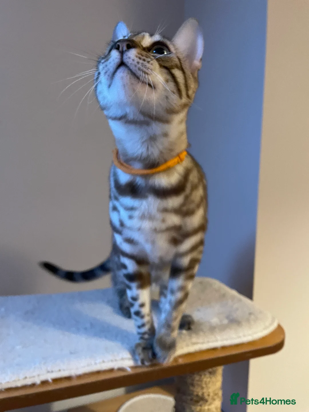Bengal cats for sale: Outstanding pedigree Bengals - Advert 29