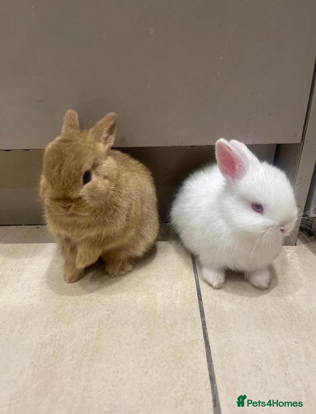 Netherland Dwarf rabbits for sale: Pure Netherland Dwarf - Advert 1