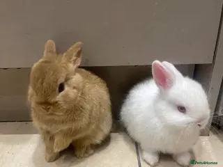 Netherland Dwarf rabbits Pure Netherland Dwarf - Advert 2