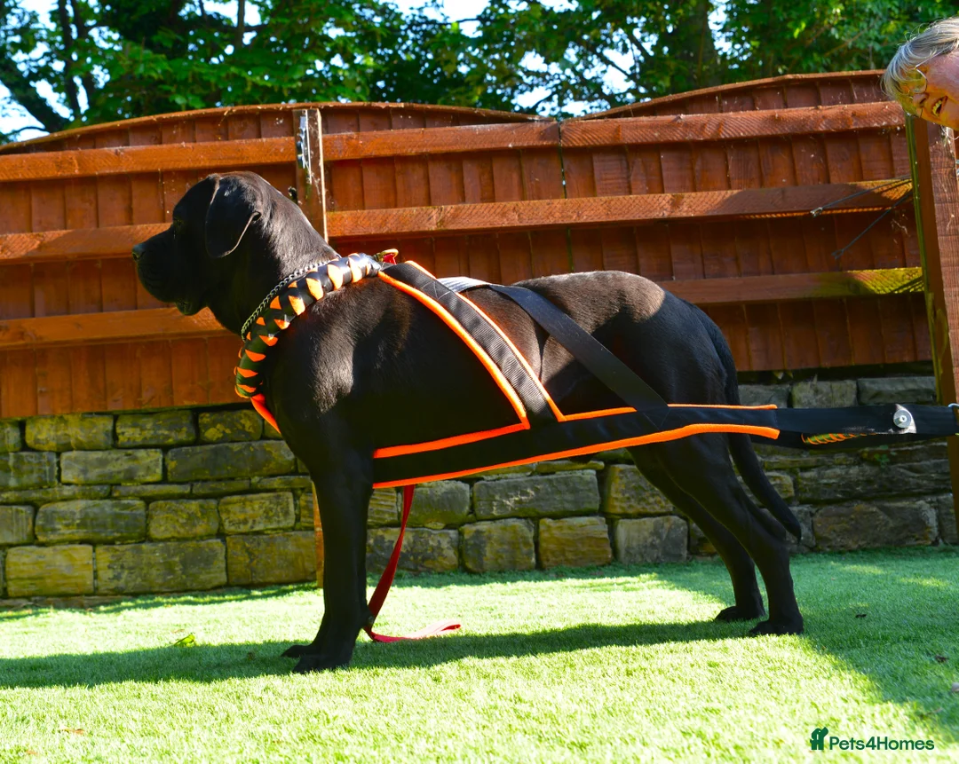 Cane Corso dogs for stud: Beautiful Black Cane Corso for Stud in Batley - Advert 4