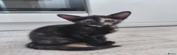 Mixed Breed cats for sale: Lovely kittens looking for a loving home ❤️ - Advert 12