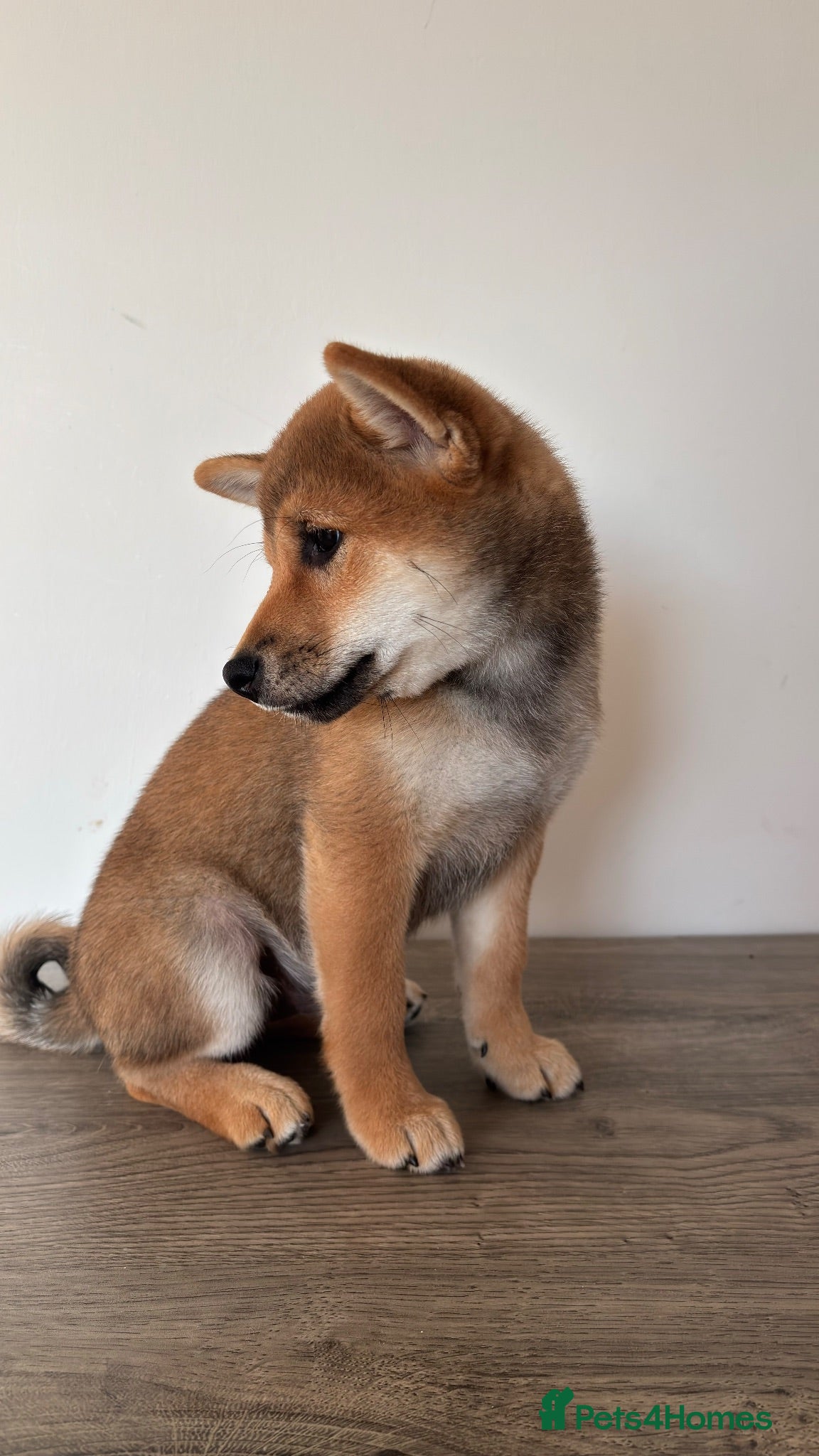 Japanese Shiba Inu dogs KC Registered Shiba Inu Male Puppy  - Advert 2