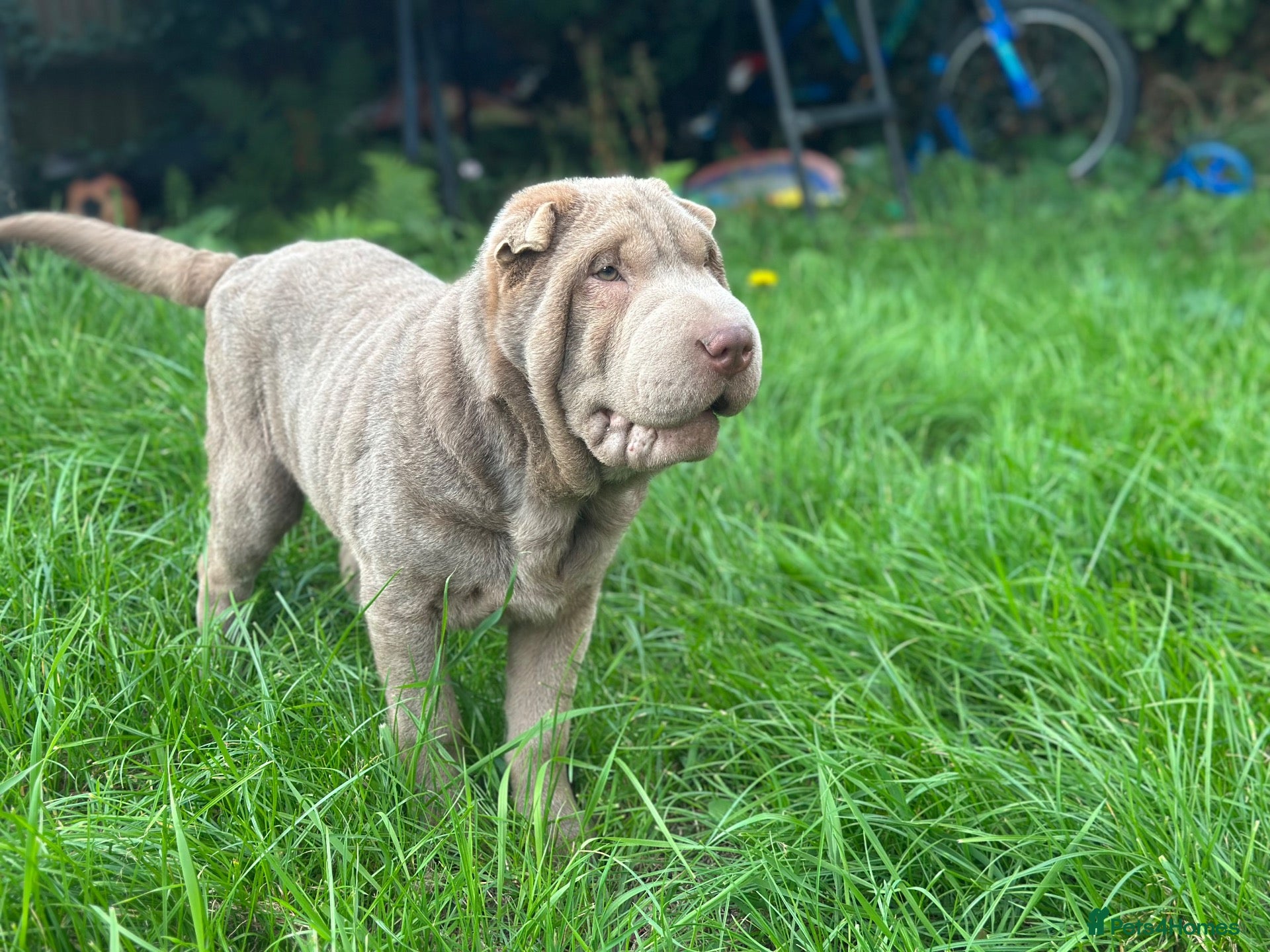 Shar Pei dogs QUALITY lilac puppy shar pei female for sale  - Advert 13