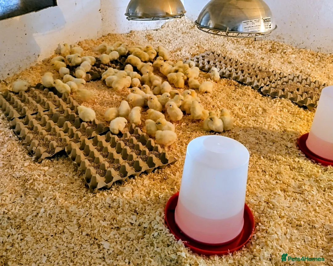 Chickens poultry for sale: Sexed day old chicks  - Advert 2