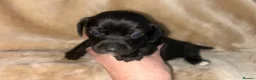 Jack Russell dogs for sale: Beautiful Jack Russell girls  - Advert 12