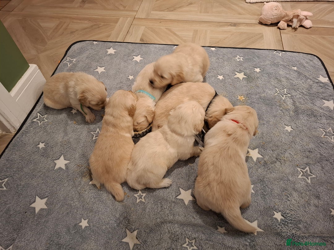 Golden Retriever dogs for sale: KC reg golden retriever puppies - Advert 25