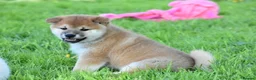 Japanese Shiba Inu dogs for sale: Exceptional Japanese Shiba Inu Puppies - Advert 32