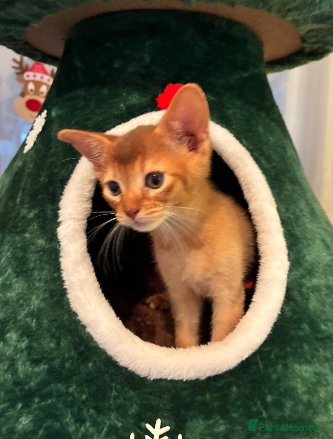 Abyssinian cats for sale: Abyssinian kittens looking for forever homes - Advert 12