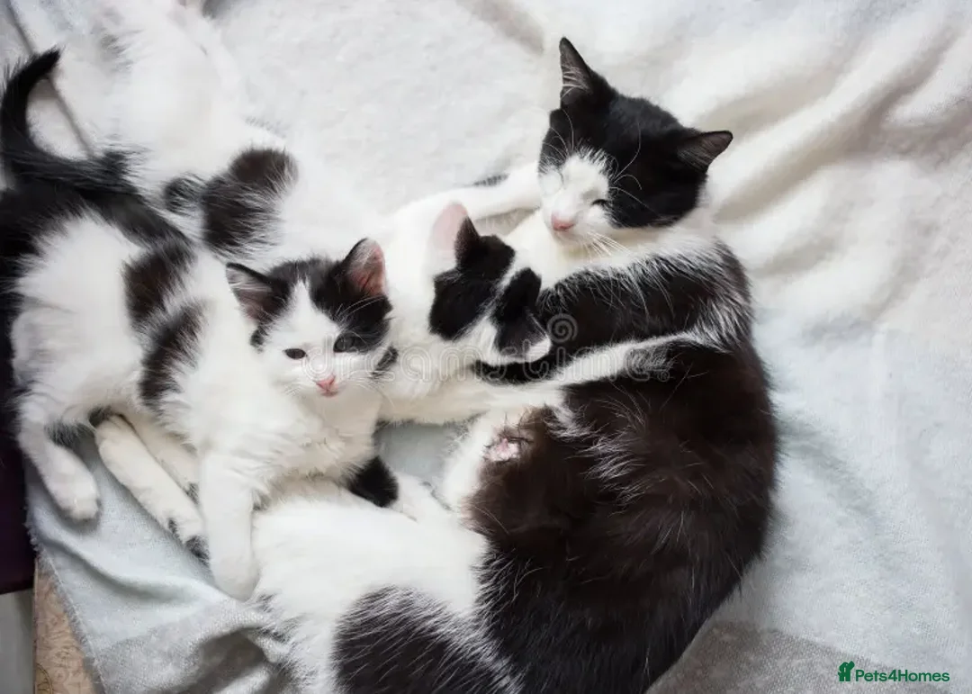 Mixed Breed cats for sale: 1yr female cat.2 playful male kitten available  in Stoke-on-Trent - Image 13