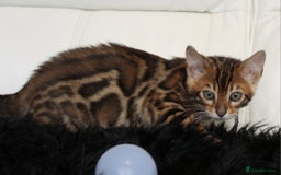 Bengal cats for sale: Beautiful Bengal kittens - Image 7