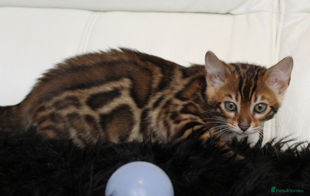 Bengal cats for sale: Beautiful Bengal kittens - Image 7