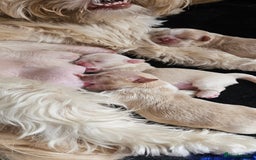 Shih Tzu dogs for sale: Imperial shih tzus 2 beautiful boys  - Image 6