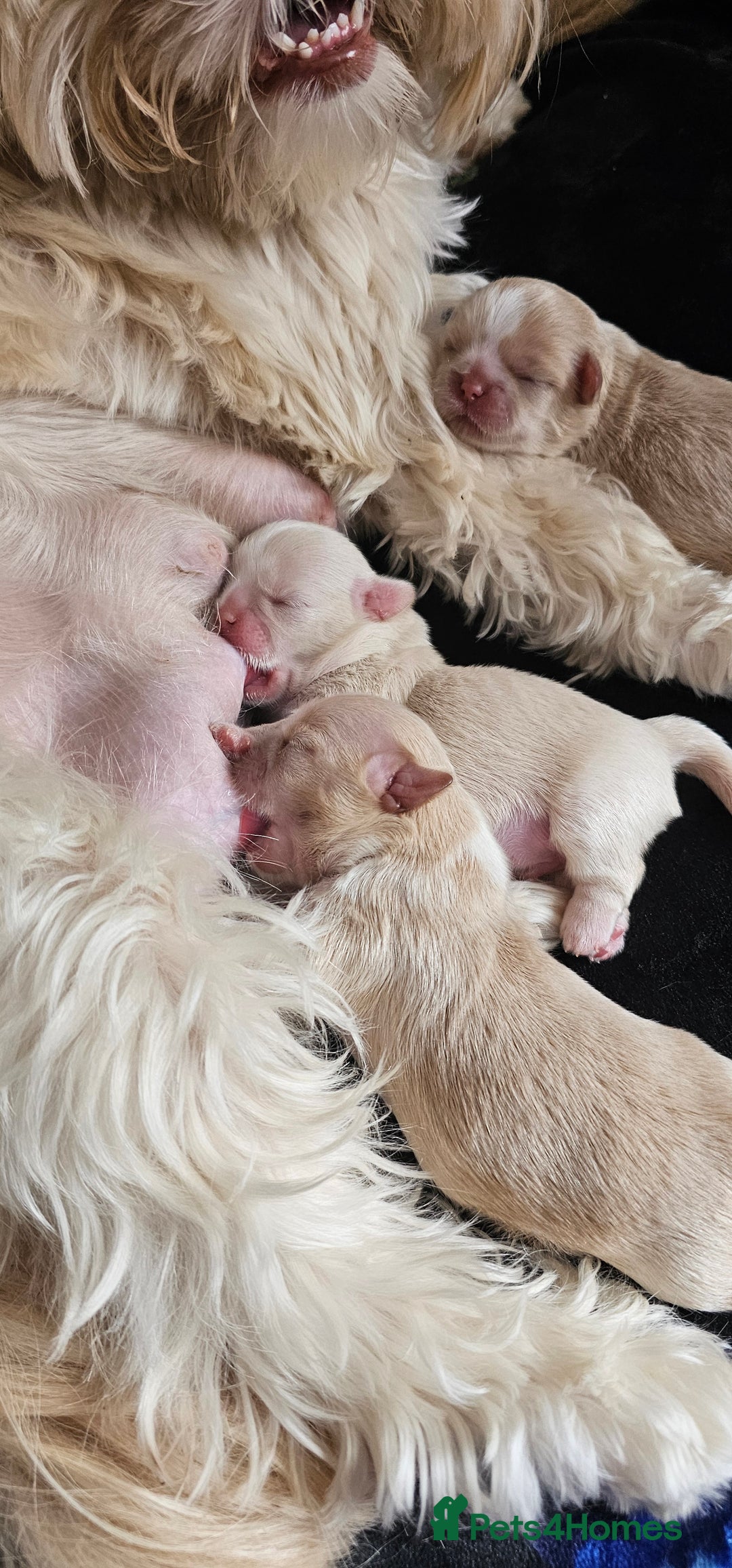 Shih Tzu dogs for sale: Imperial shih tzus 2 beautiful boys  - Image 6