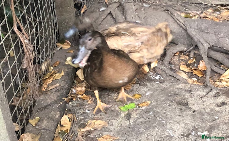 Ducks poultry - Advert 1