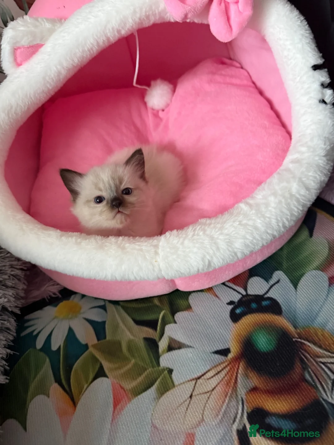 Ragdoll cats for sale: Ragdoll - Advert 19