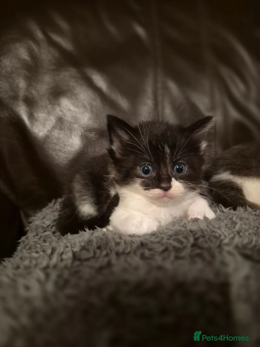 Norwegian Forest Cat cats for sale: Ragdoll x Norwegian forest kittens - Advert 14