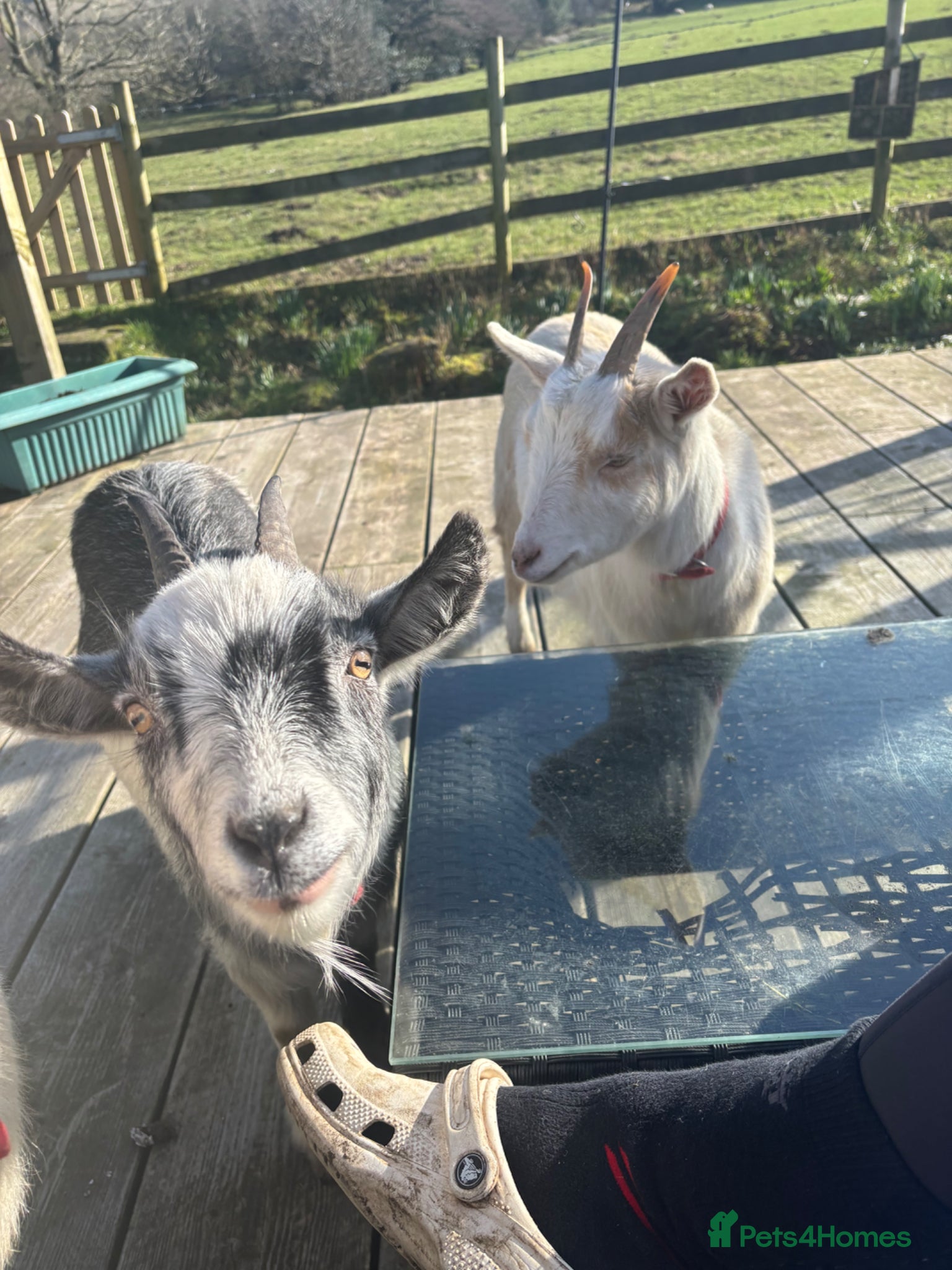 Goats livestock 2 pygmy goats  - Advert 9