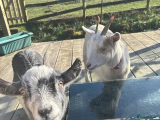 Goats livestock 2 pygmy goats - Advert 9