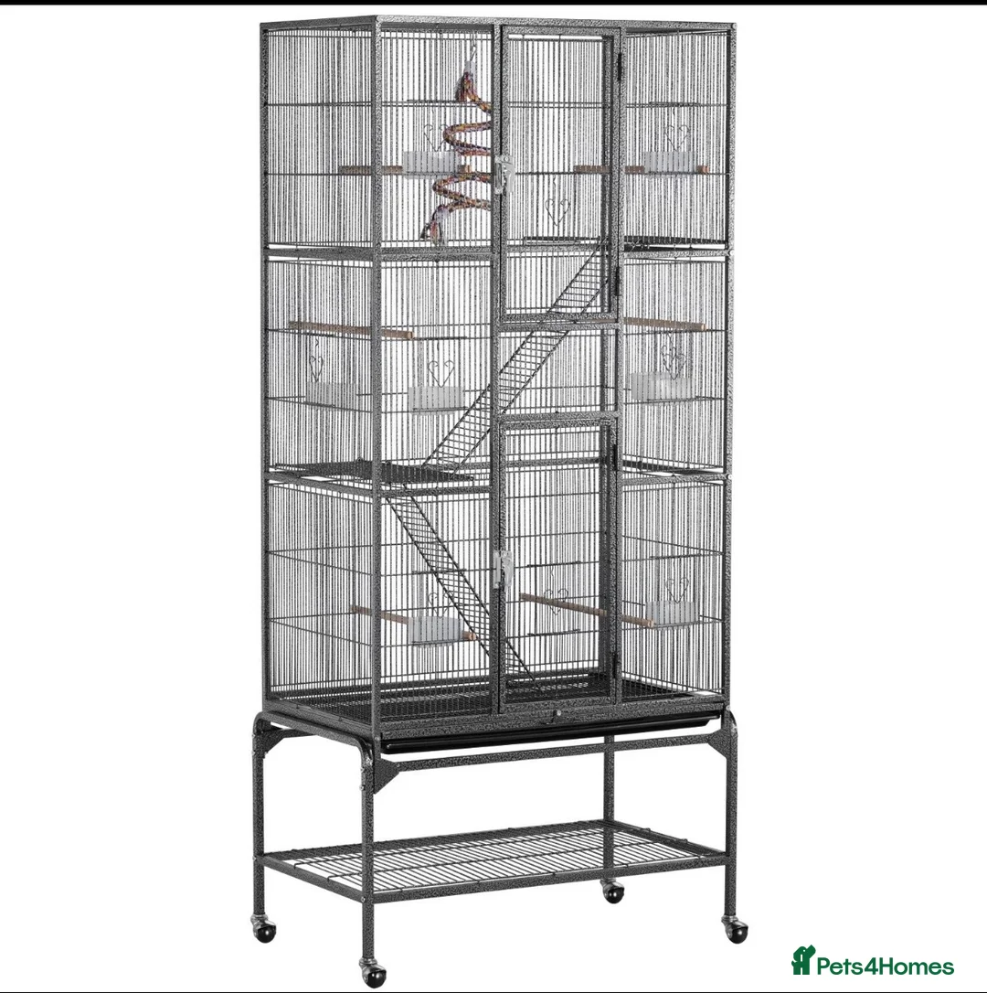 Parakeets birds for sale: Kakariki parakeets  - Advert 8