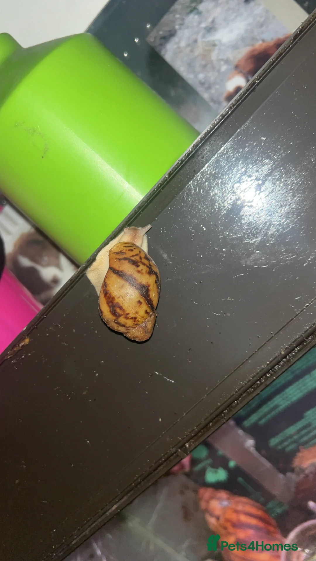 Snails invertebrates for sale: Giant African land snails (ovum’s) - Advert 2