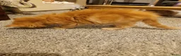 Mixed Breed cats for sale: Gorgeous Ragdoll cross kittens  - Advert 4