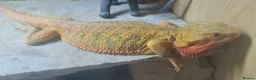 Bearded Dragon reptiles for sale: Adult male + female package - Advert 9