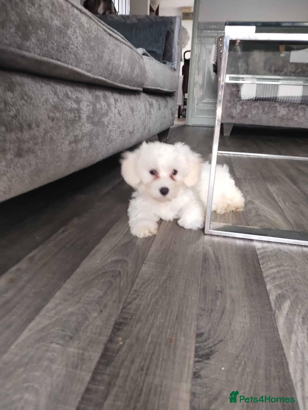 Maltese dogs for sale: Adorable Maltese Puppies for Sale.! - Image 4