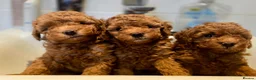 Toy Poodle dogs for sale: Show Quality Toy Poodle  - Advert 3