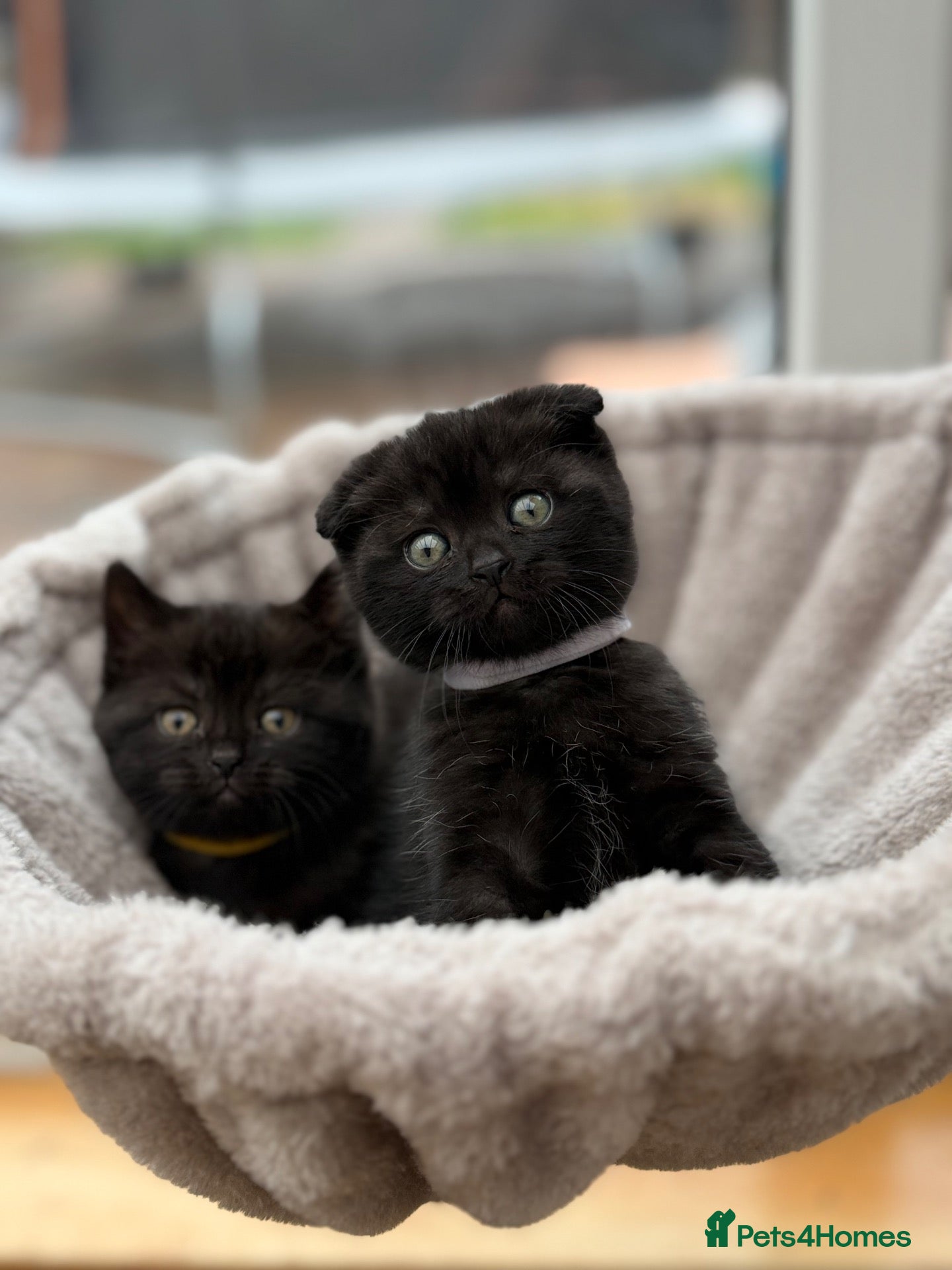 Mixed Breed cats for sale: Scottishfold mixbreed - Advert 5