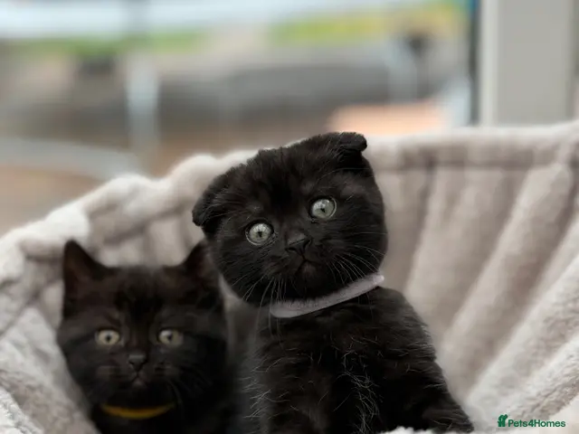 Mixed Breed cats for sale: Scottishfold mixbreed - Advert 6