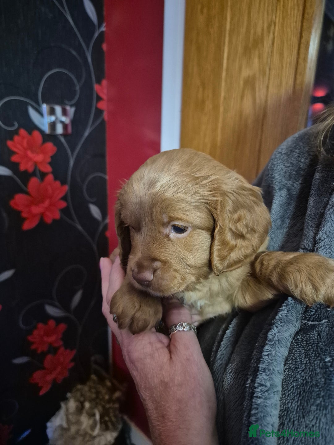 Cockapoo dogs for sale: Cockapoo - Image 6