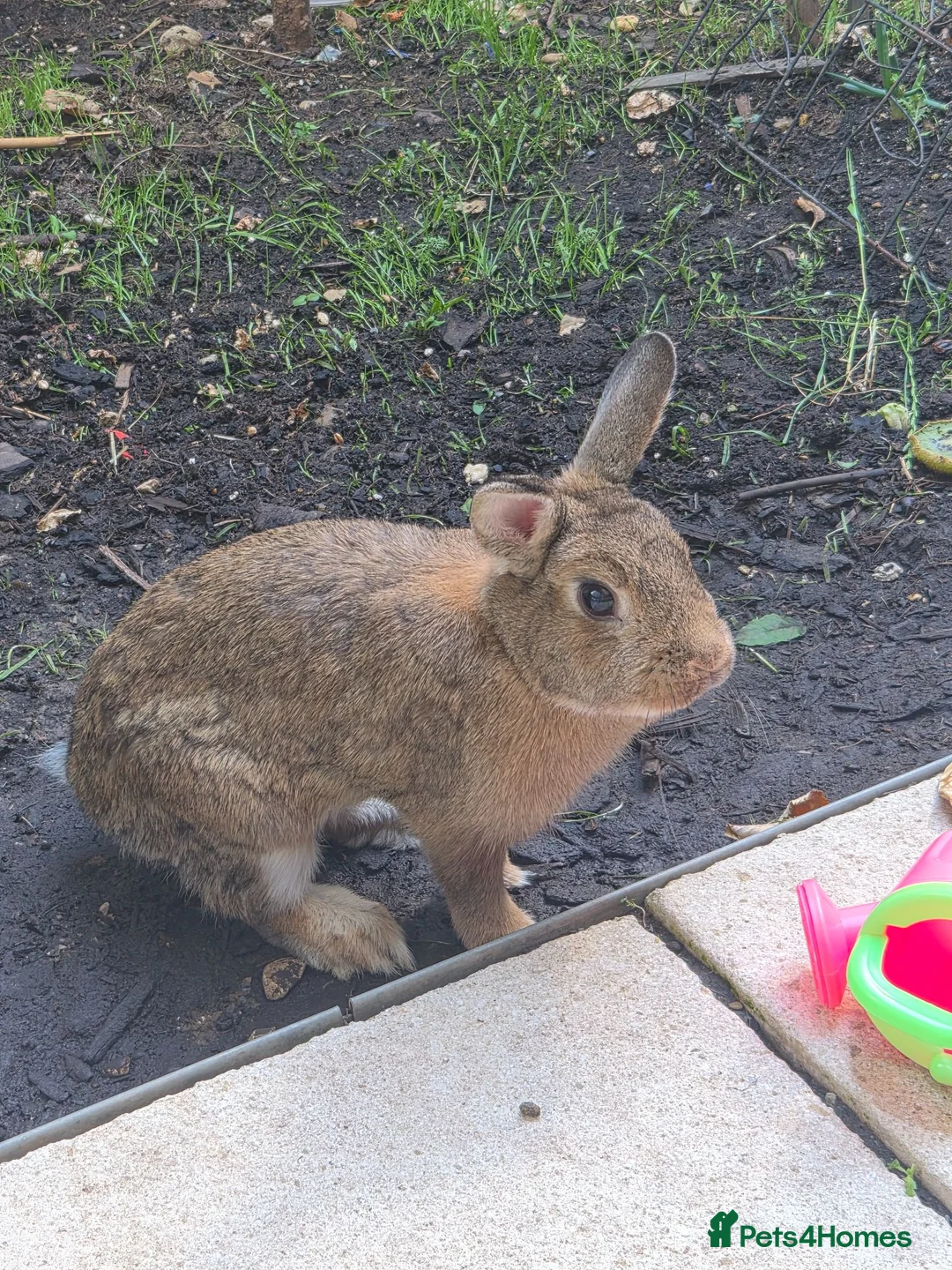 Mixed Breed rabbits for sale: 2 12 month old Rabbits for rehoming in London - Advert 2