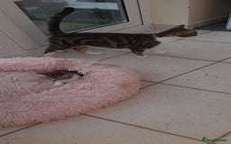 Mixed Breed cats for sale: Kitten looking for good House - Image 7