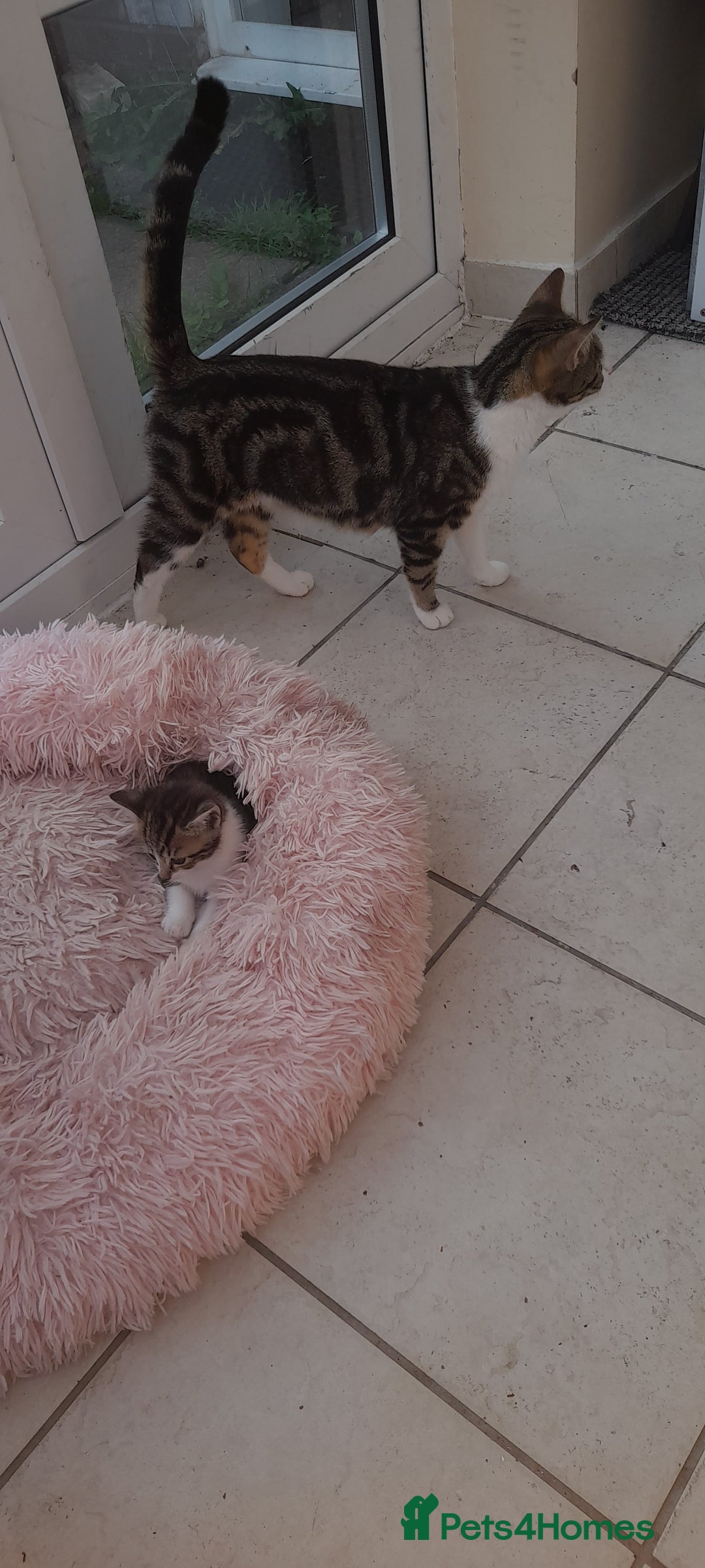 Mixed Breed cats for sale: Kitten looking for good House - Image 7