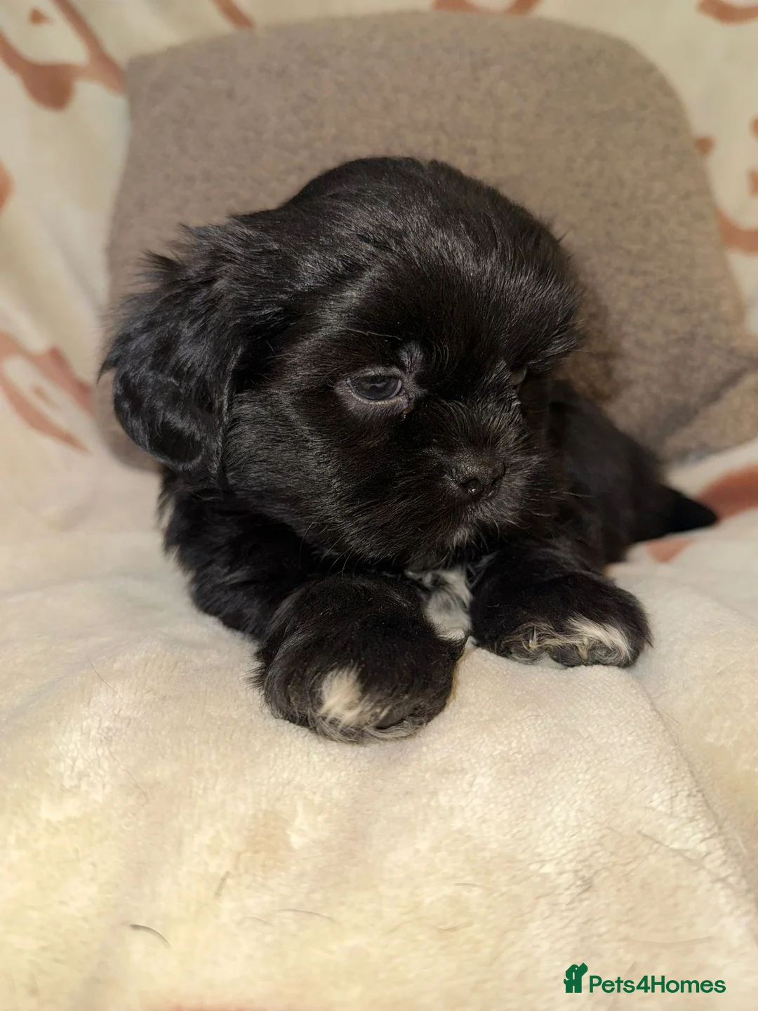 Shih Tzu dogs for sale: Stunning Black Shih Tzu Puppies - Advert 16
