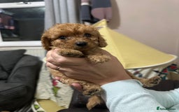 Cockapoo dogs for sale: Miniature cockapoo puppies - Image 9