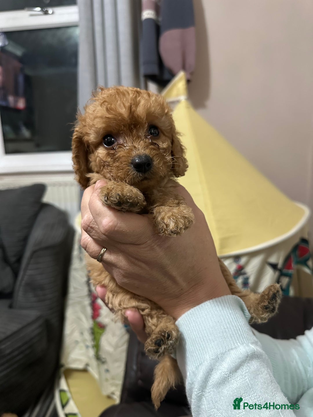 Cockapoo dogs for sale: Miniature cockapoo puppies - Image 9