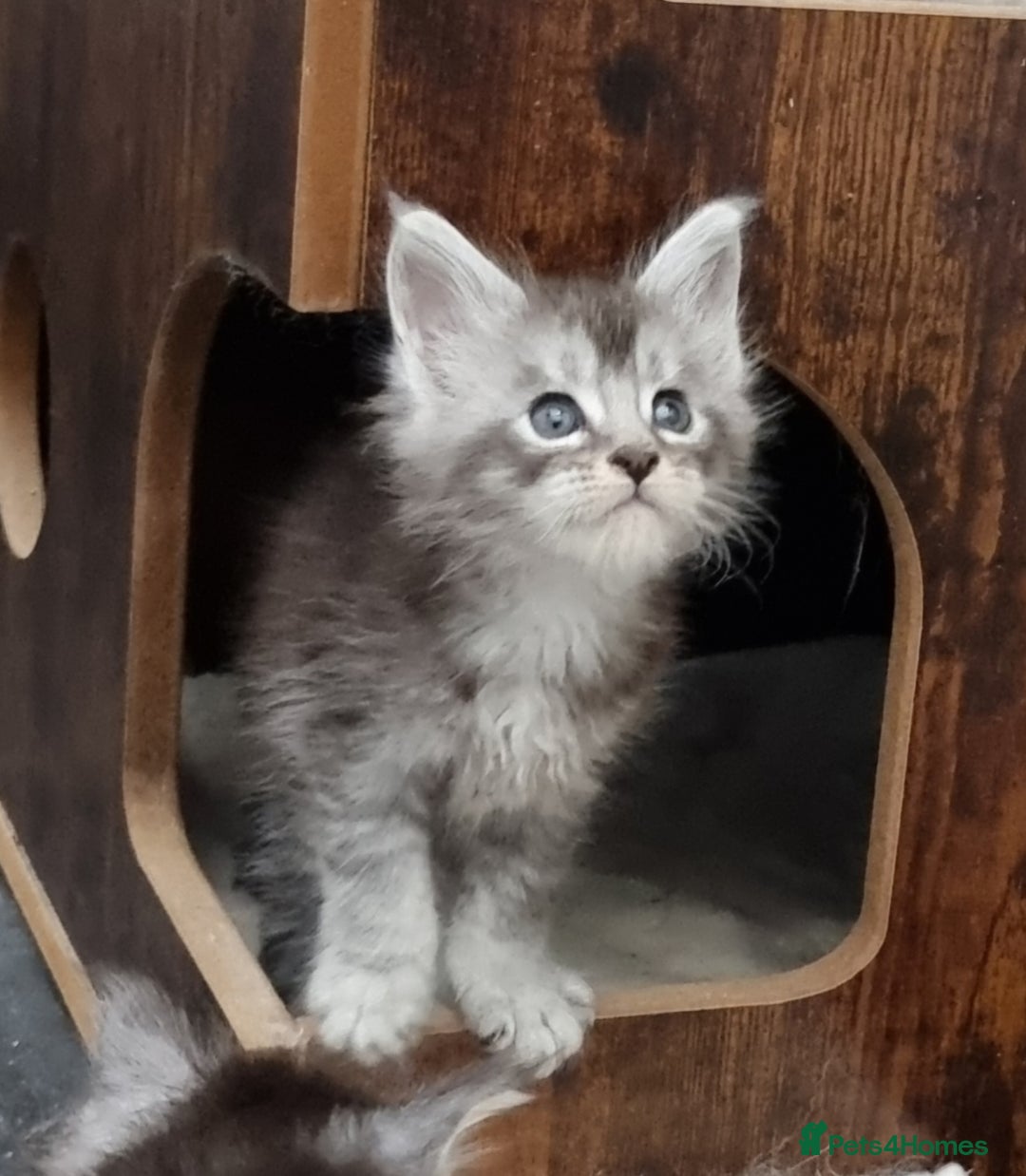 Maine Coon cats for sale: Pedigree GCCF Maine Coon Kitten available  - Image 32