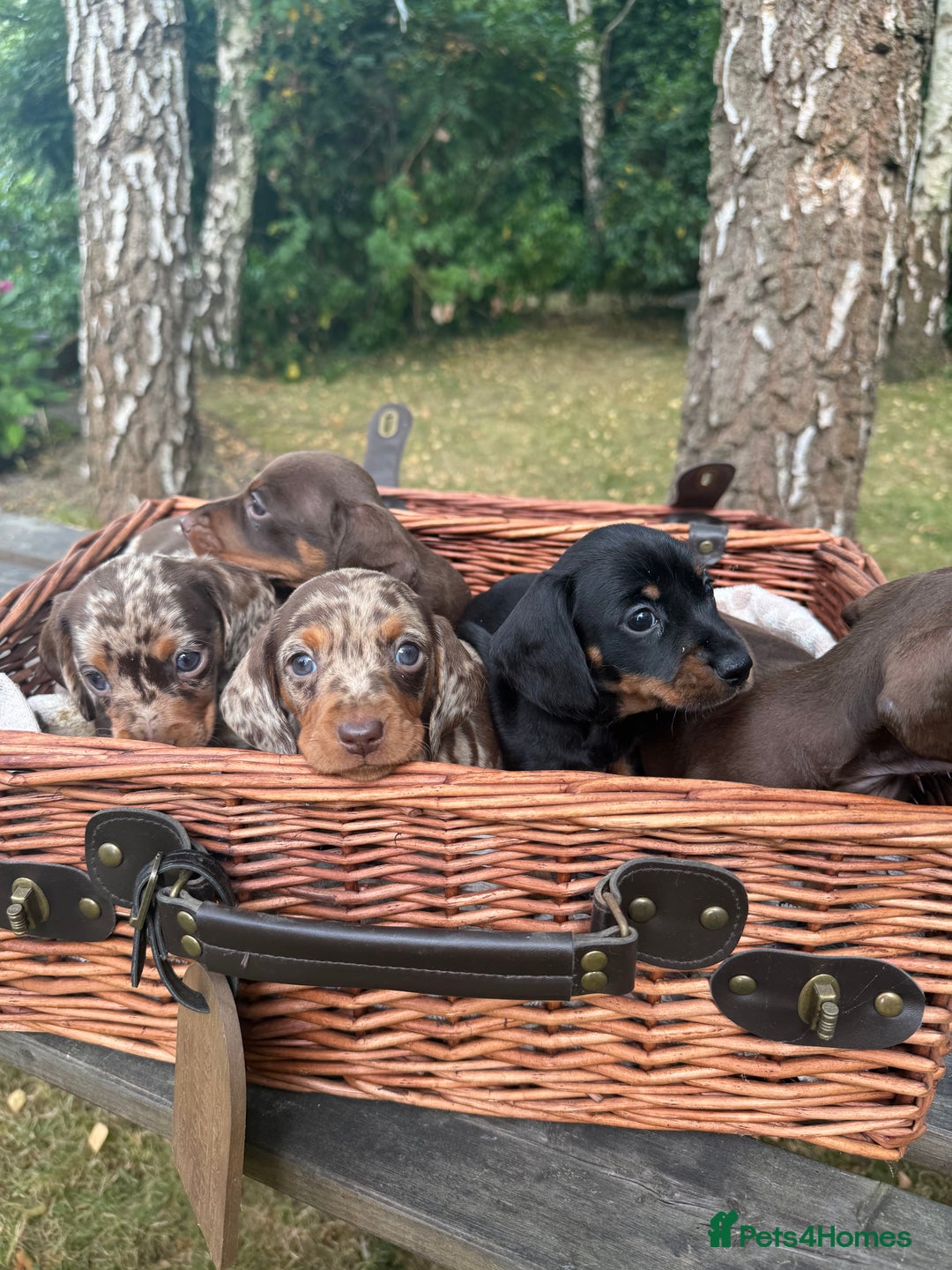 Miniature Dachshund dogs for sale: 🐾 Adorable Miniature Dachshund Puppies For Sale   - Image 6