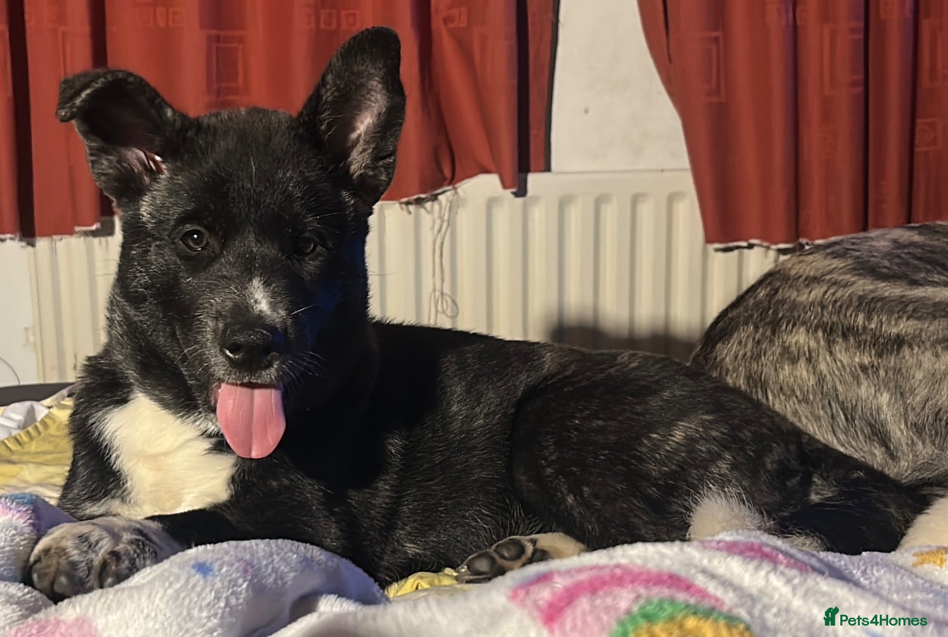 Akita dogs 14 week old American Akita for sale - Advert 2