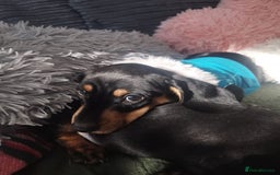 Dachshund dogs for sale: MINIATURE DACHSHUND!Only boy left. - Image 20