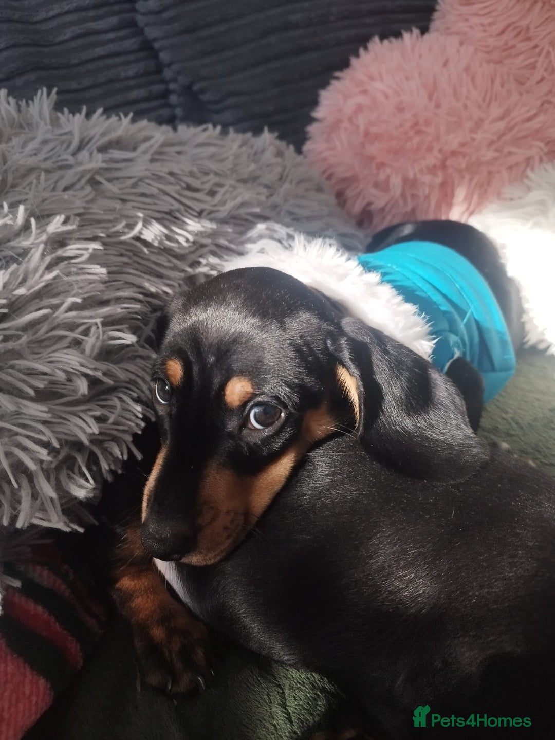 Dachshund dogs for sale: MINIATURE DACHSHUND!Only boy left. - Image 20