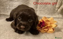 Cocker Spaniel dogs for sale: Exceptional KC Reg Working Cocker Spaniel Puppies - Image 5