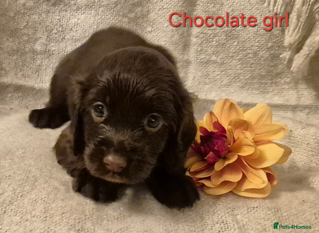Cocker Spaniel dogs for sale: Exceptional KC Reg Working Cocker Spaniel Puppies - Image 5