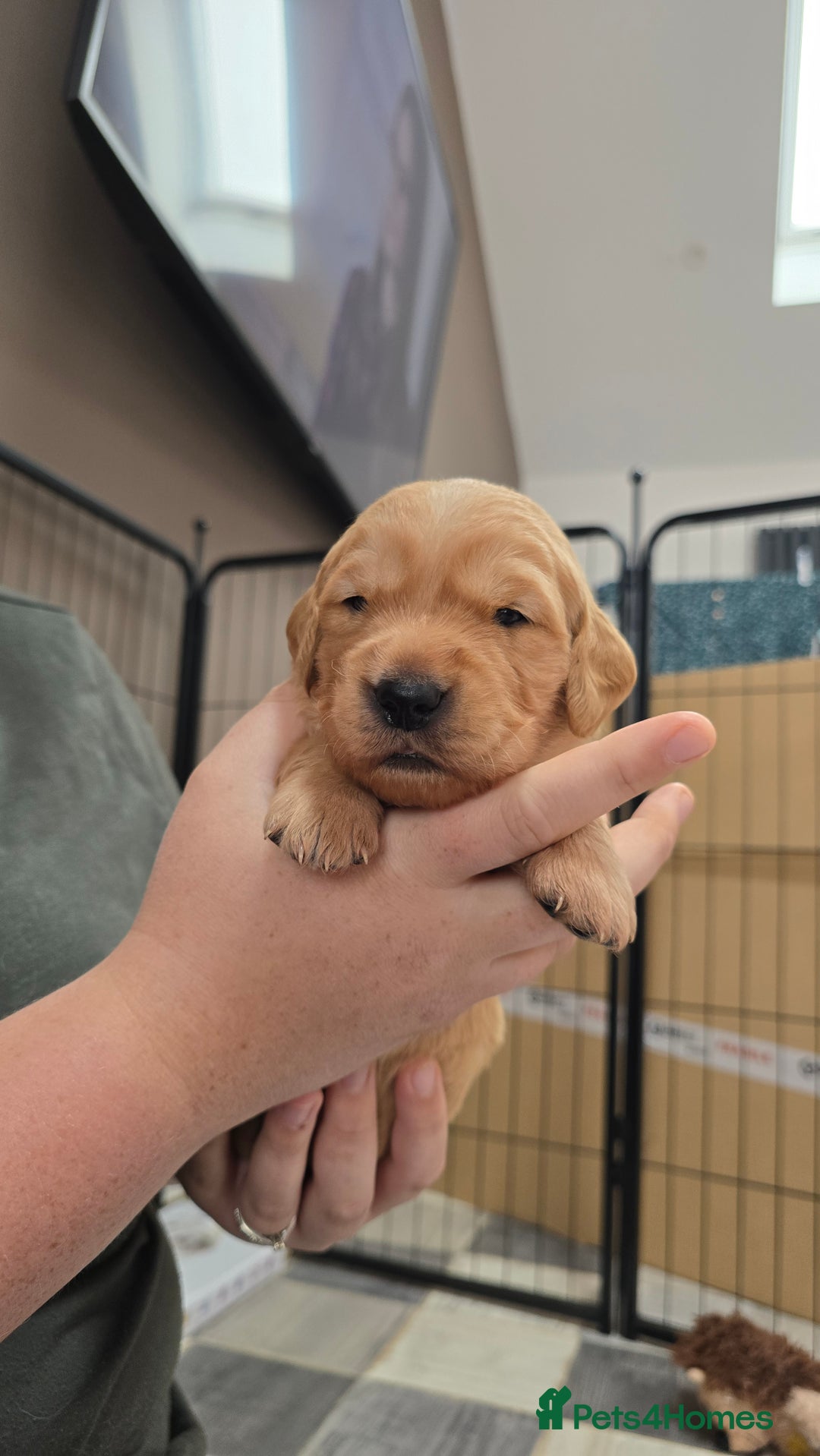 Golden Retriever dogs for sale: 9 Golden Retriever Pups, AKA fluffy bundles of joy - Image 22