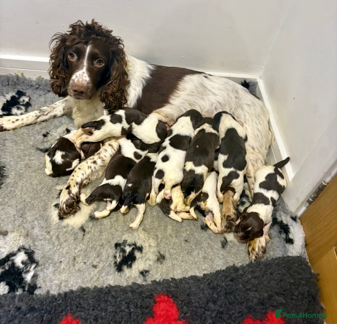 English Springer Spaniel dogs for sale: Quality English springer spaniel puppies  - Advert 1