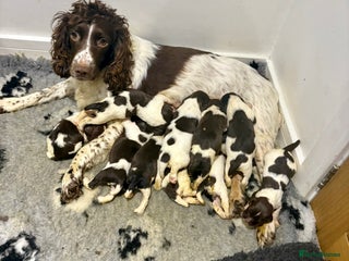 English Springer Spaniel dogs Quality English springer spaniel puppies - Advert 2