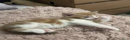 Mixed Breed cats for sale: Four boy kitten - Advert 12