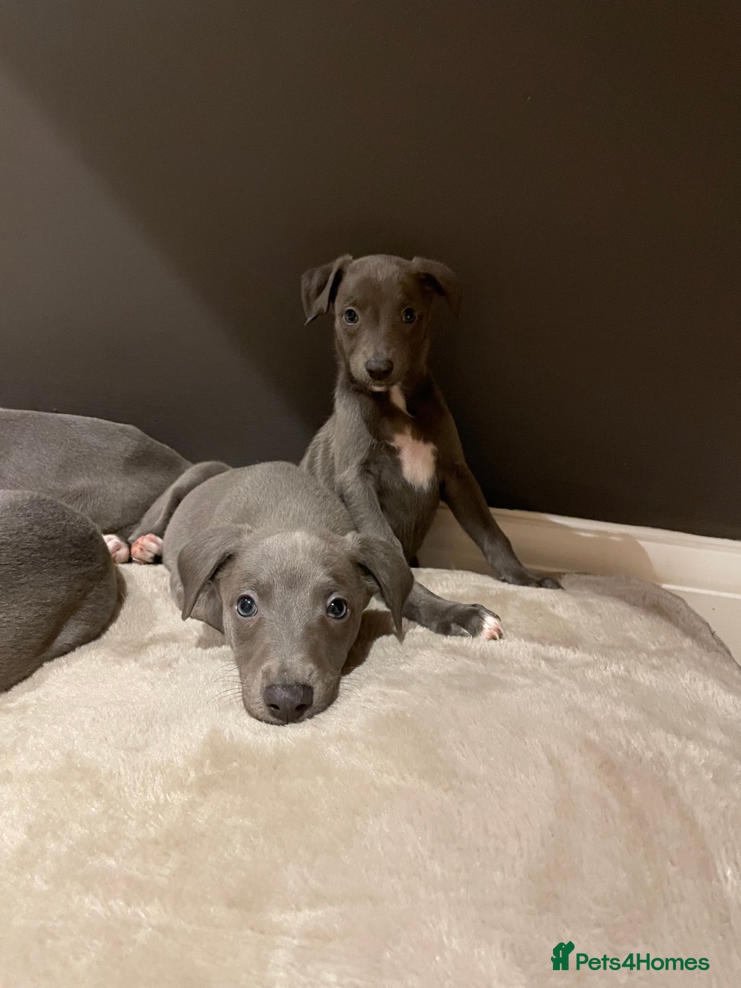 Whippet dogs for sale: 6 gorgeous blue whippet puppies  - Image 25