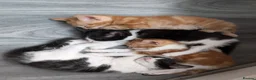 Mixed Breed cats for sale: Maine coon mix - Advert 2